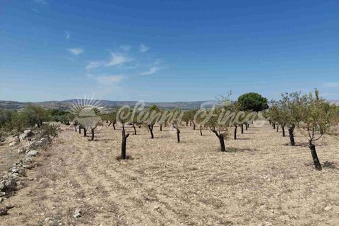 Terra a Biar, Alicante, Biar - € 49.995 | Ref: SF0427 - foto 2